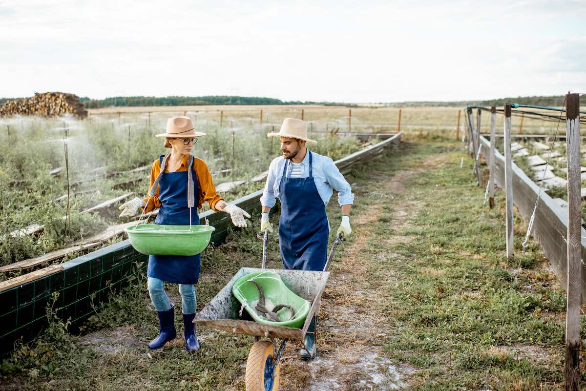 Wwoofing canada